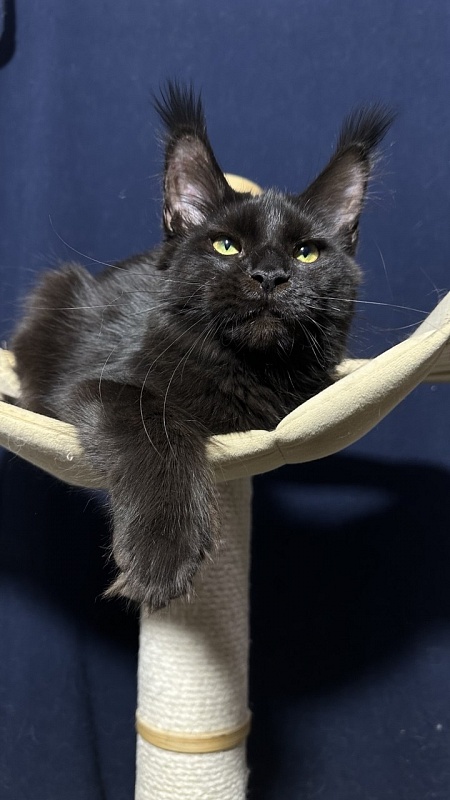 Hilary Cat Akbars  (polydactyl 77/66) - Kitten maine-coon 5 months 3 weeks