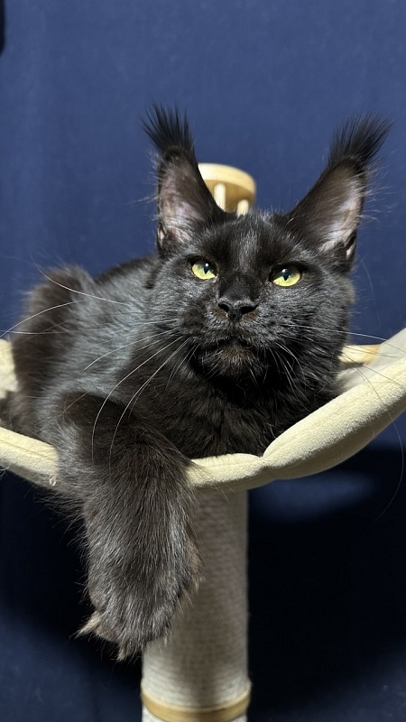 Hilary Cat Akbars  (polydactyl 77/66) - Kitten maine-coon 5 months 3 weeks