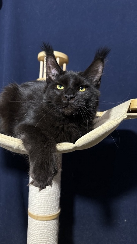 Hilary Cat Akbars  (polydactyl 77/66) - Kitten maine-coon 5 months 3 weeks