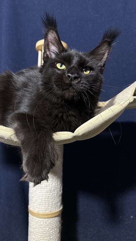 Hilary Cat Akbars  (polydactyl 77/66) - Kitten maine-coon 5 months 3 weeks