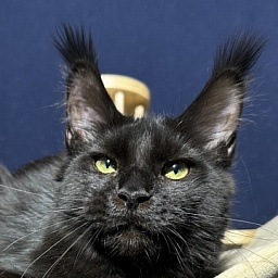 Hilary Cat Akbars (polydactyl 77/66)