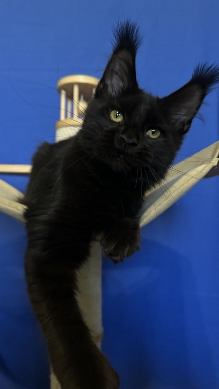 Hilary Cat Akbars  (polydactyl 77/66) - Kitten maine-coon 4.5 months