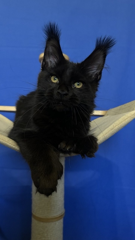 Hilary Cat Akbars  (polydactyl 77/66) - Kitten maine-coon 4.5 months