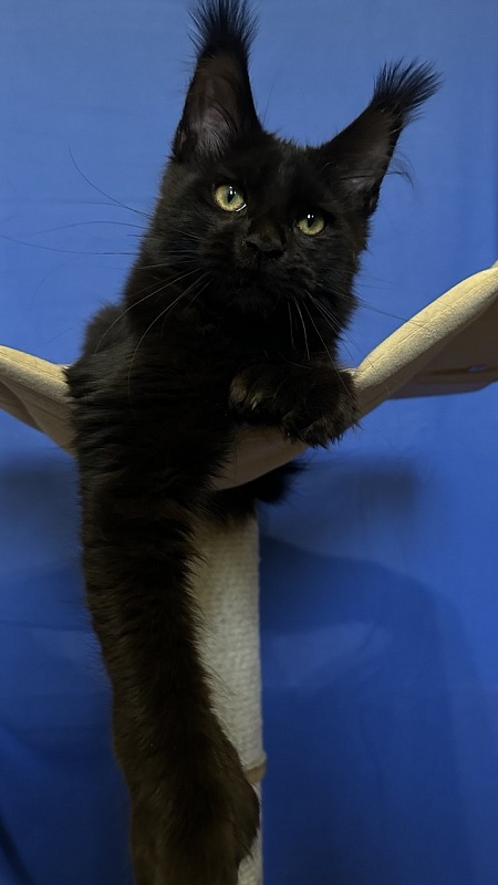 Hilary Cat Akbars  (polydactyl 77/66) - Kitten maine-coon 4.5 months