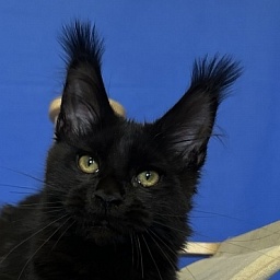 Hilary Cat Akbars  (polydactyl 77/66)