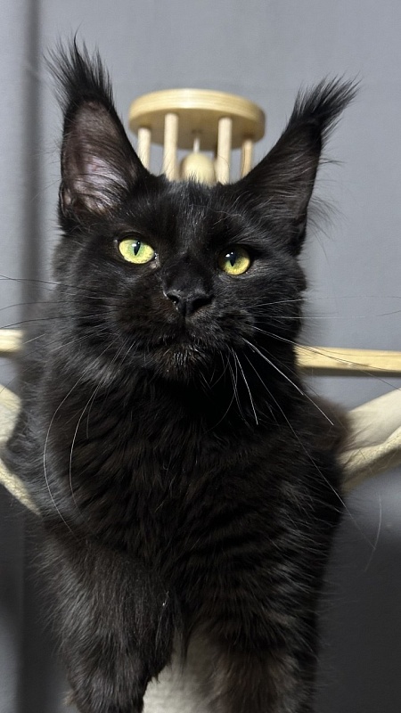Hilary Cat Akbars  (polydactyl 77/66) - Kitten maine-coon 5 months 2.5 weeks