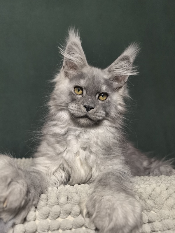 Benzo Boy Akbars - Kitten maine-coon 2 months 1.5 week
