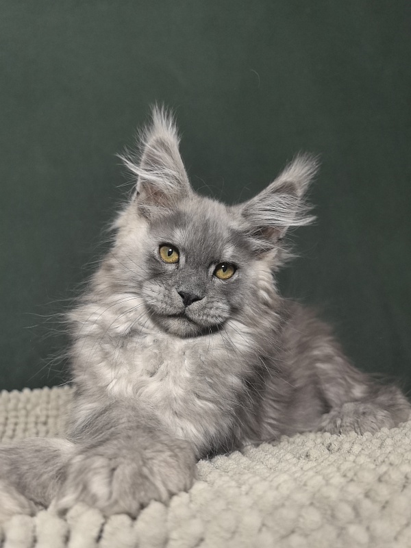 Benzo Boy Akbars - Kitten maine-coon 2 months 1.5 week