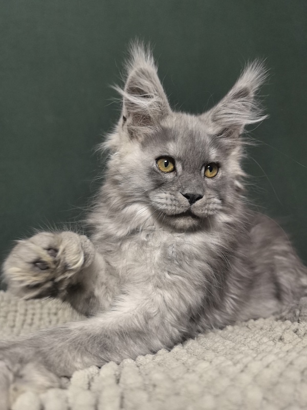 Benzo Boy Akbars - Kitten maine-coon 2 months 1.5 week