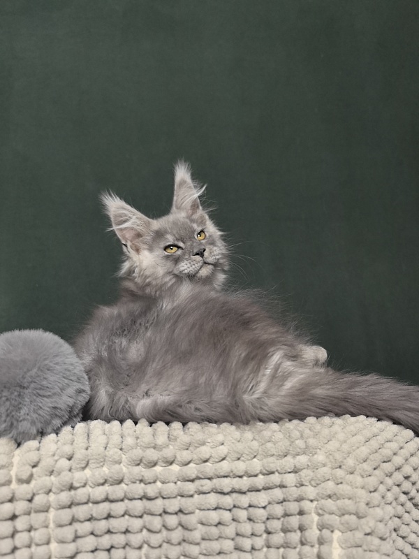 Benzo Boy Akbars - Kitten maine-coon 2 months 1.5 week