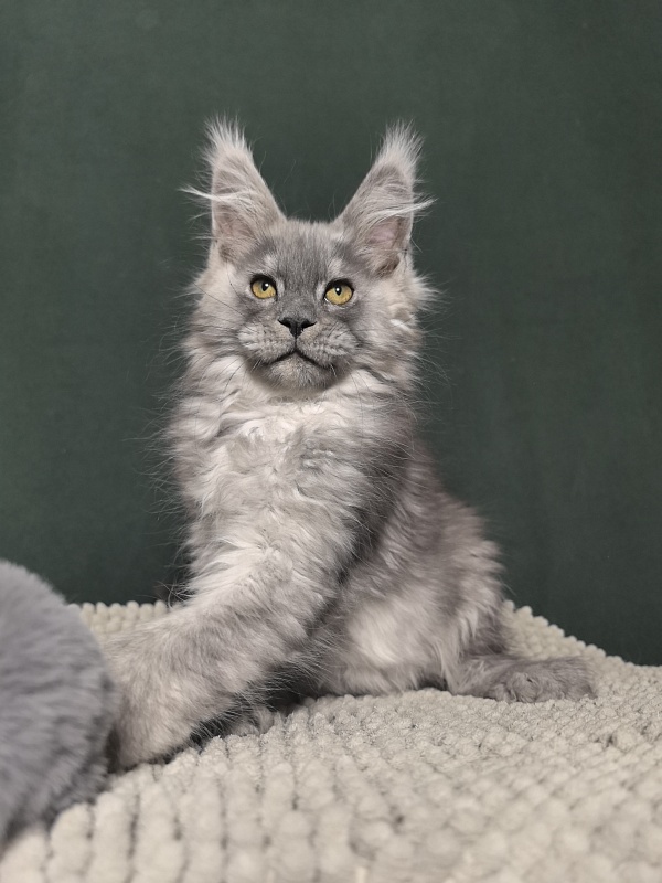 Benzo Boy Akbars - Kitten maine-coon 2 months 1.5 week