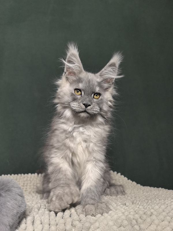 Benzo Boy Akbars - Kitten maine-coon 2 months 1.5 week