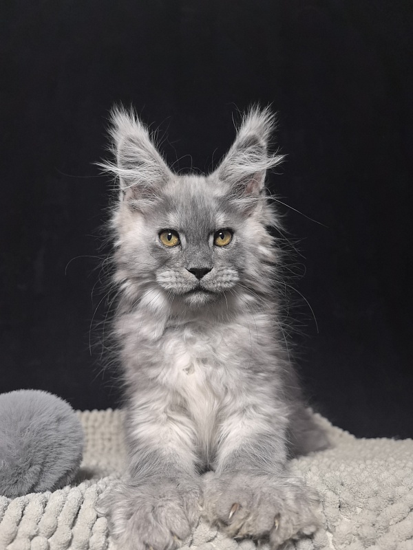 Benzo Boy Akbars - Kitten maine-coon 2 months 1.5 week