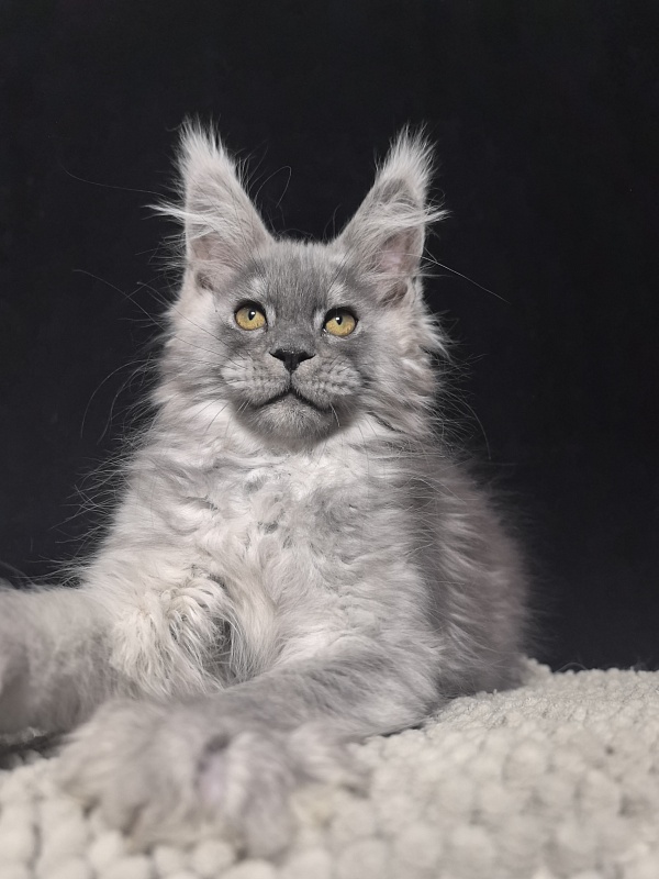 Benzo Boy Akbars - Kitten maine-coon 2 months 1.5 week