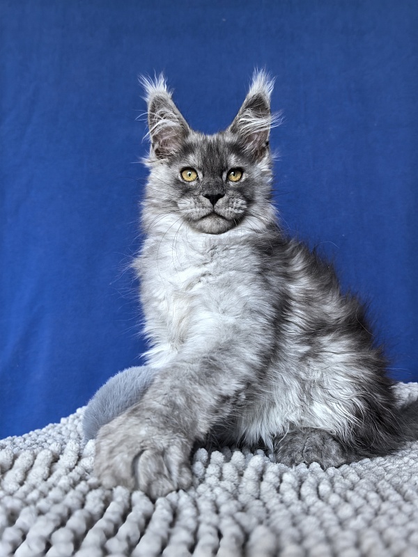 Benzo Boy Akbars (polydactyl 66/66) - Kitten maine-coon 2 months 2.5 weeks
