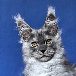 Benzo Boy Akbars (polydactyl 66/66)