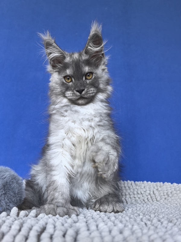 Benzo Boy Akbars (polydactyl 66/66) - Kitten maine-coon 2 months 2.5 weeks