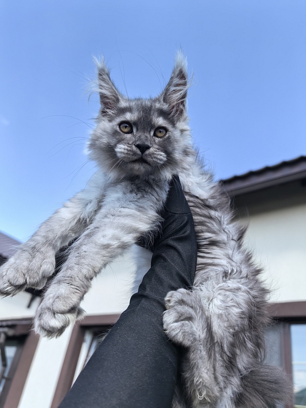 Benzo Boy Akbars (polydactyl 66/66) - Kitten maine-coon 2 months 2.5 weeks
