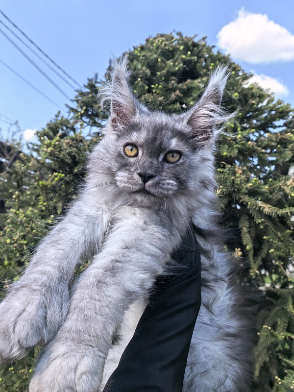 Benzo Boy Akbars (polydactyl 66/66) - Kitten maine-coon 2 months 2.5 weeks