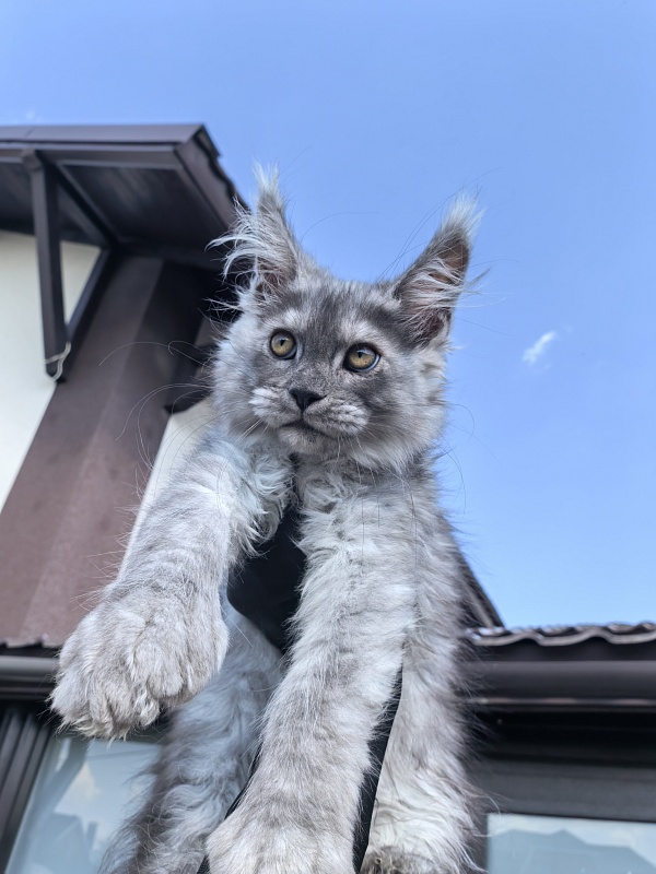 Benzo Boy Akbars (polydactyl 66/66) - Kitten maine-coon 2 months 2.5 weeks