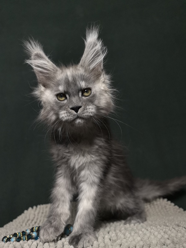 Calvin Me Akbars - Kitten maine-coon 2 months 1.5 week