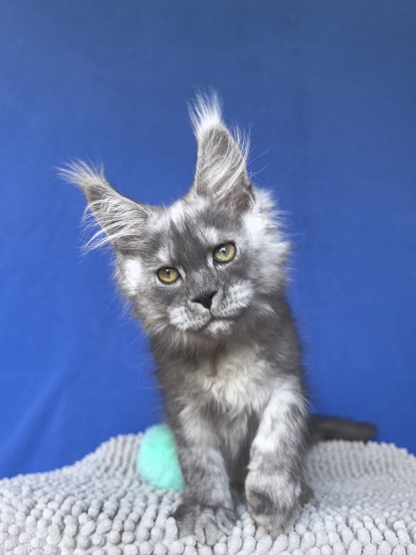 Calvin Me Akbars - Kitten maine-coon 2 months 2 weeks