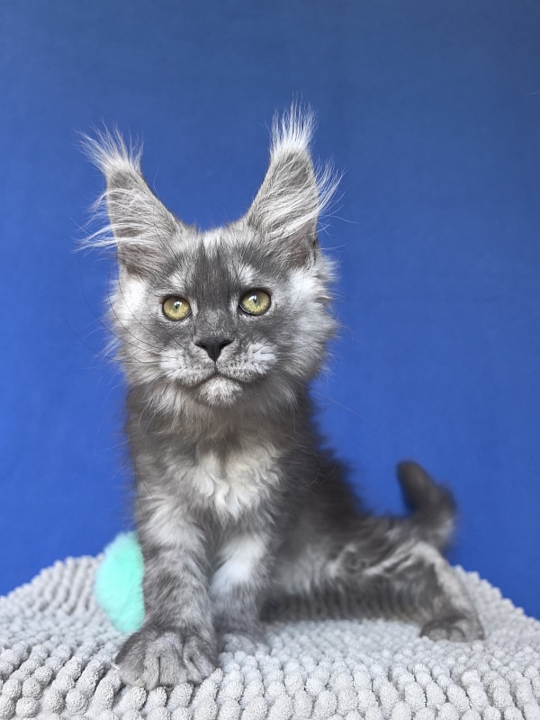 Calvin Me Akbars - Kitten maine-coon 2 months 2 weeks