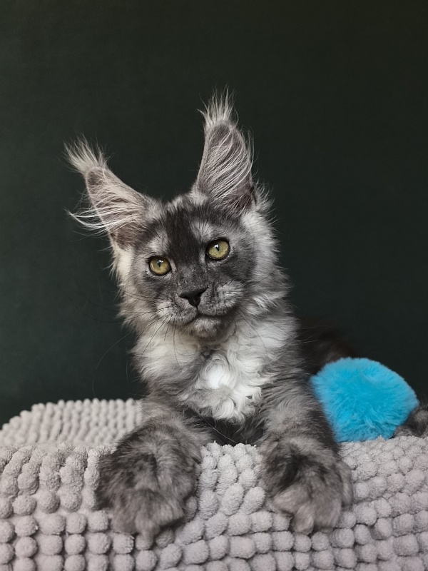 Calvin Me Akbars - Kitten maine-coon 2 months 3.5 weeks