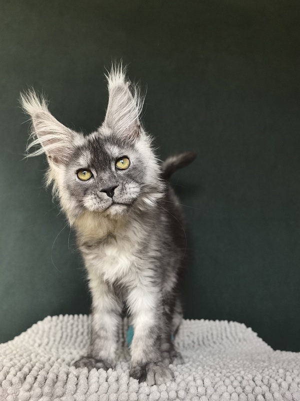 Calvin Me Akbars - Kitten maine-coon 2 months 3.5 weeks