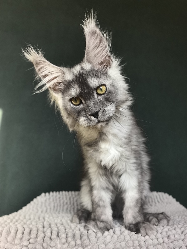 Calvin Me Akbars - Kitten maine-coon 2 months 3.5 weeks