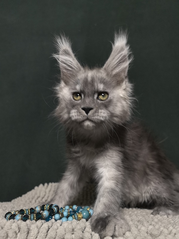 Calvin Me Akbars - Kitten maine-coon 2 months 1.5 week
