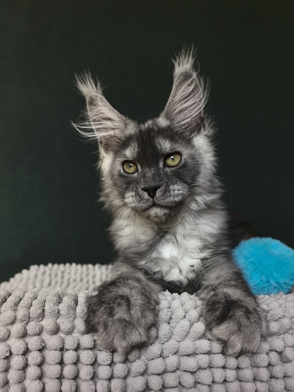 Calvin Me Akbars - Kitten maine-coon 2 months 3.5 weeks