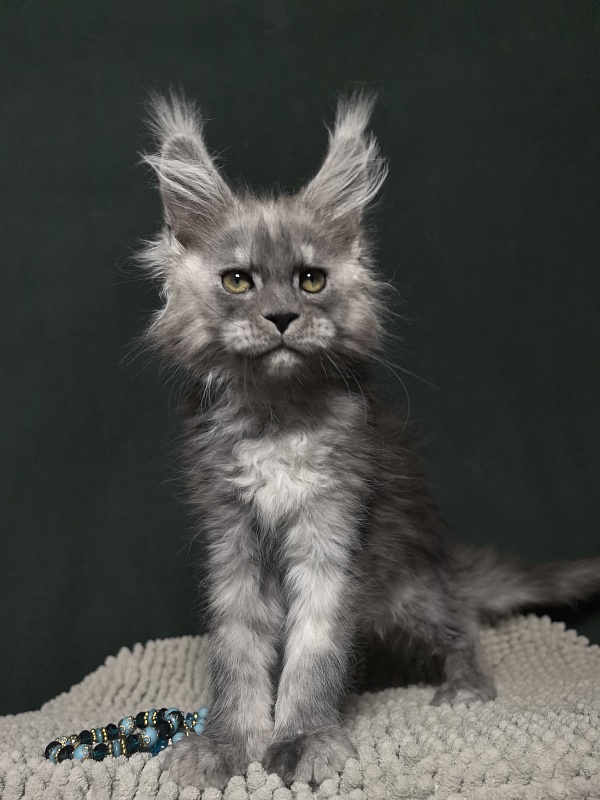 Calvin Me Akbars - Kitten maine-coon 2 months 1.5 week
