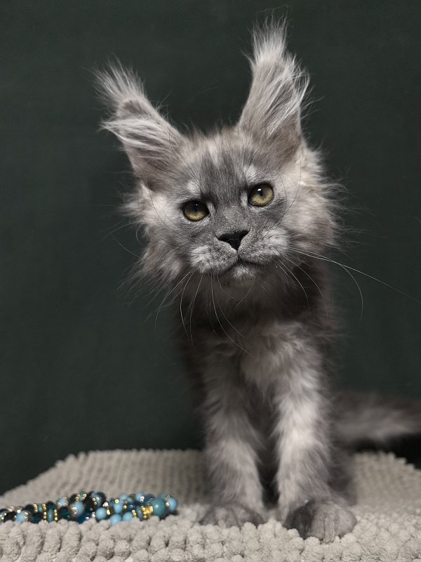 Calvin Me Akbars - Kitten maine-coon 2 months 1.5 week