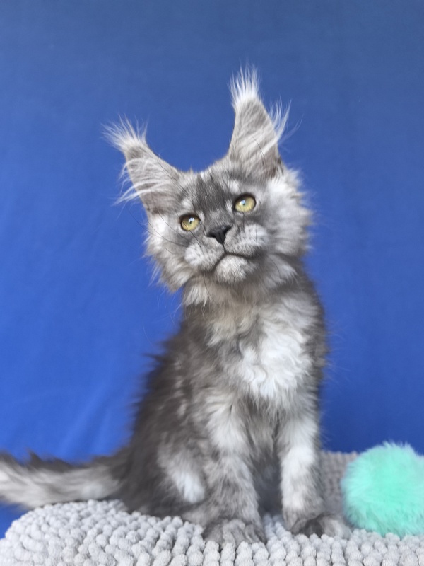 Calvin Me Akbars - Kitten maine-coon 2 months 2 weeks