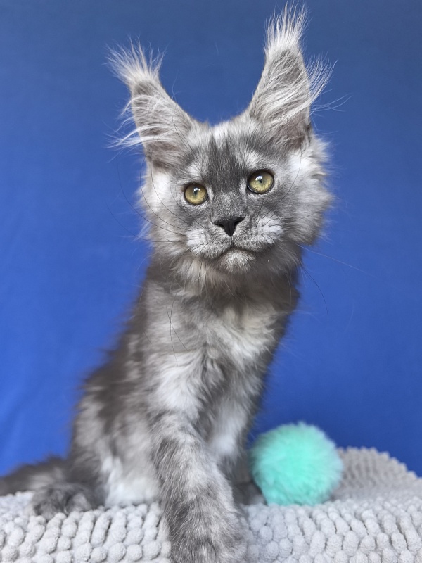 Calvin Me Akbars - Kitten maine-coon 2 months 2 weeks