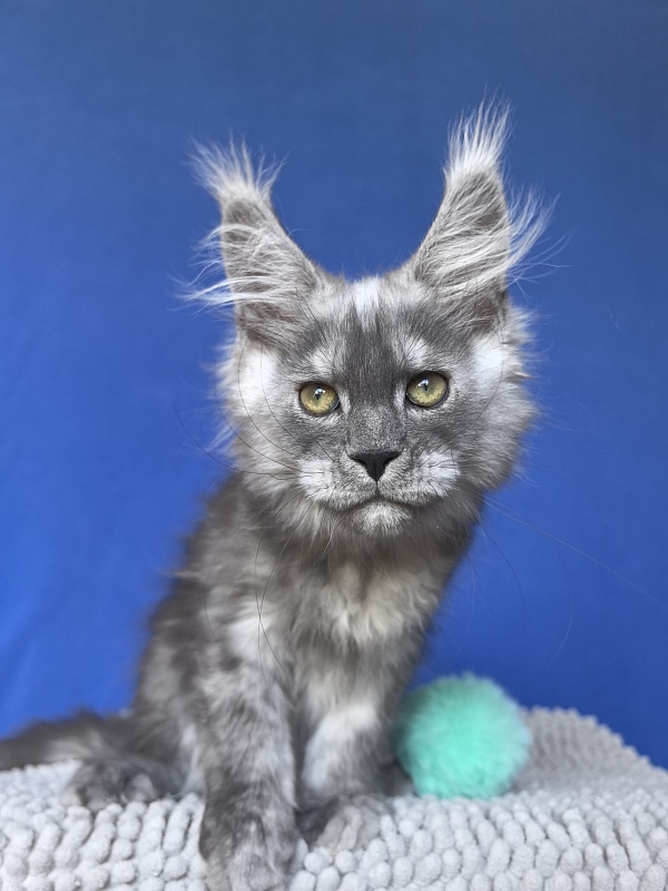 Calvin Me Akbars - Kitten maine-coon 2 months 2 weeks