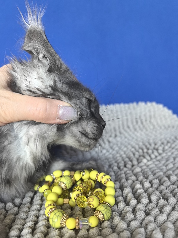 Calypso Akbars - Kitten maine-coon 2 months 2 weeks
