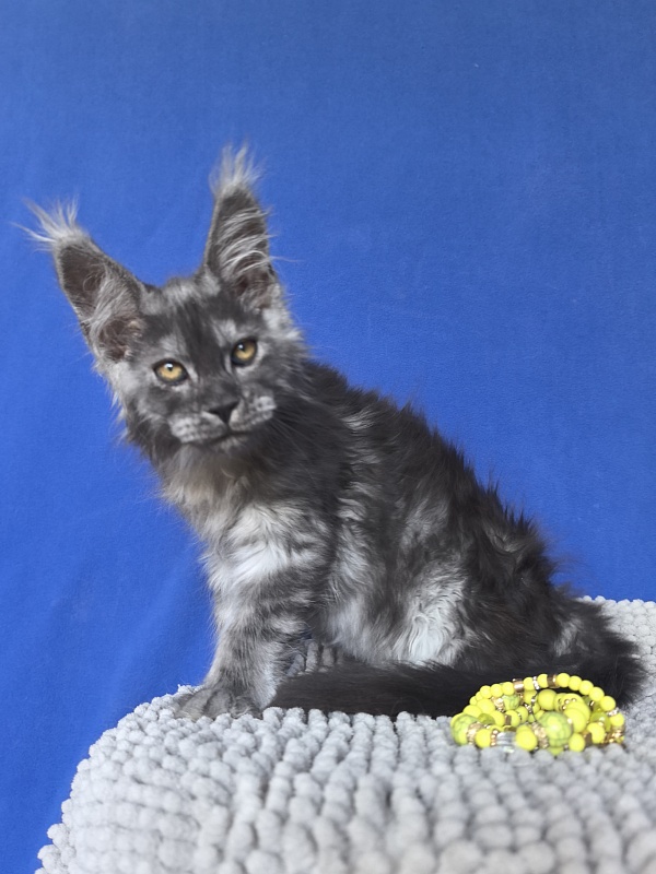 Calypso Akbars - Kitten maine-coon 2 months 2 weeks