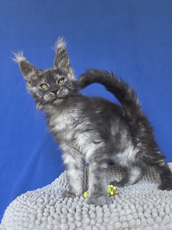 Calypso Akbars - Kitten maine-coon 2 months 2 weeks