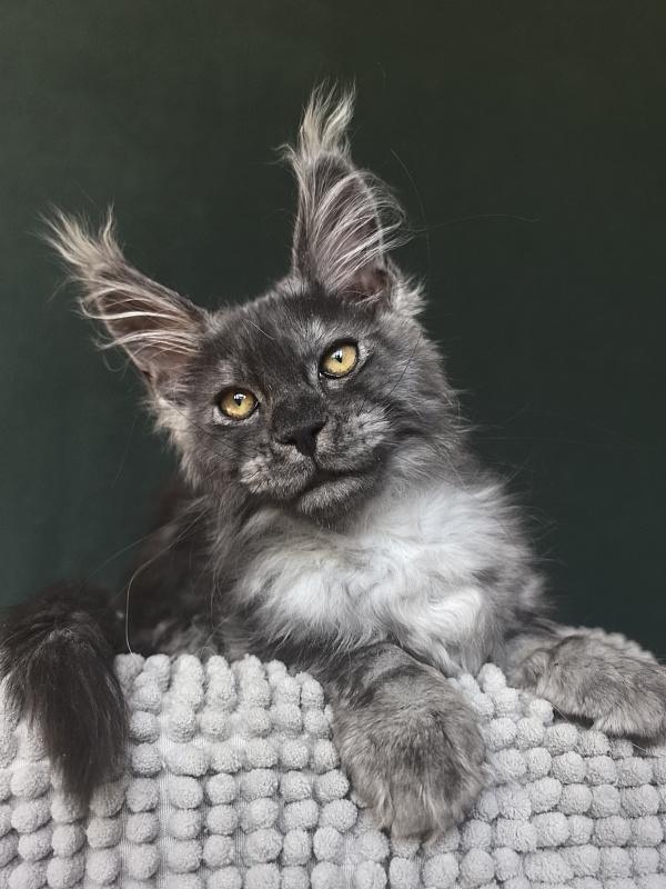 Calypso Akbars - Kitten maine-coon 2 months 3.5 weeks