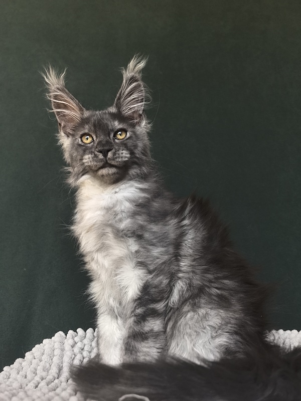 Calypso Akbars - Kitten maine-coon 2 months 3.5 weeks