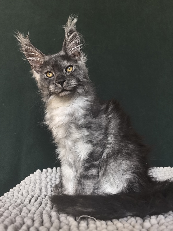 Calypso Akbars - Kitten maine-coon 2 months 3.5 weeks