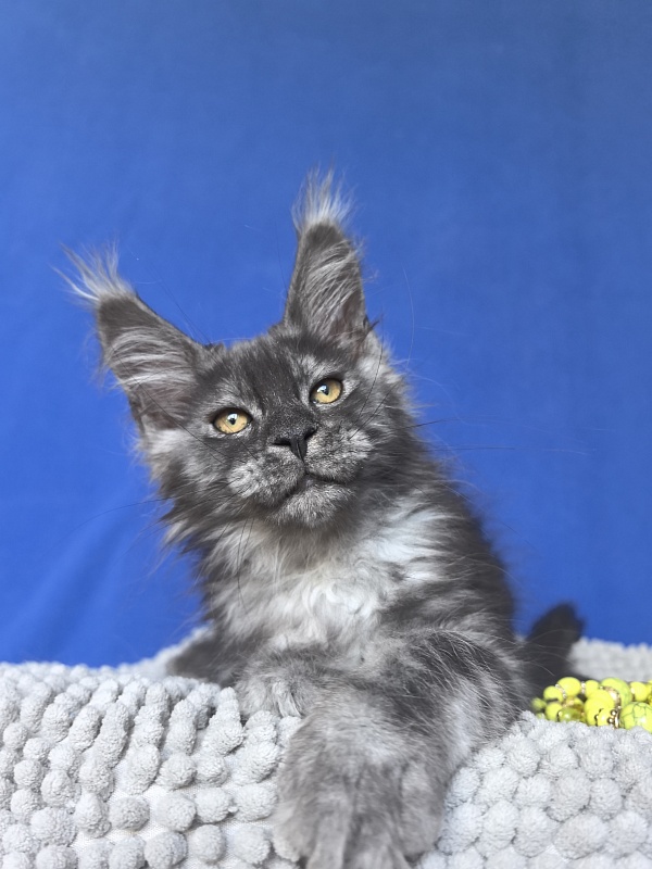 Calypso Akbars - Kitten maine-coon 2 months 2 weeks