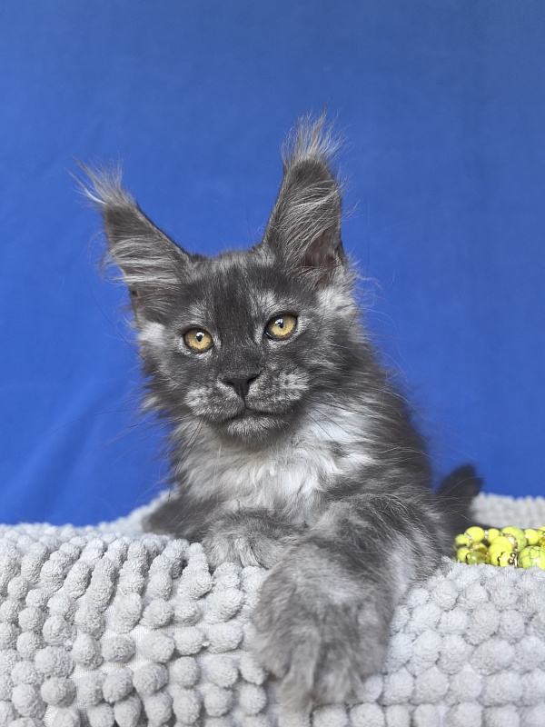 Calypso Akbars - Kitten maine-coon 2 months 2 weeks