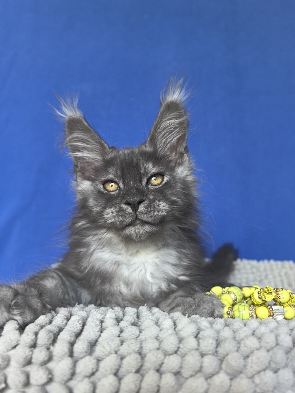 Calypso Akbars - Kitten maine-coon 2 months 2 weeks