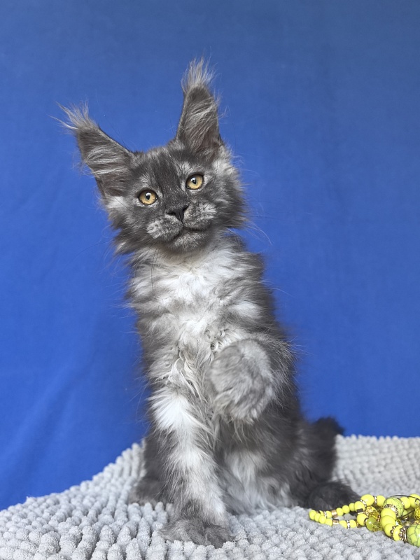 Calypso Akbars - Kitten maine-coon 2 months 2 weeks