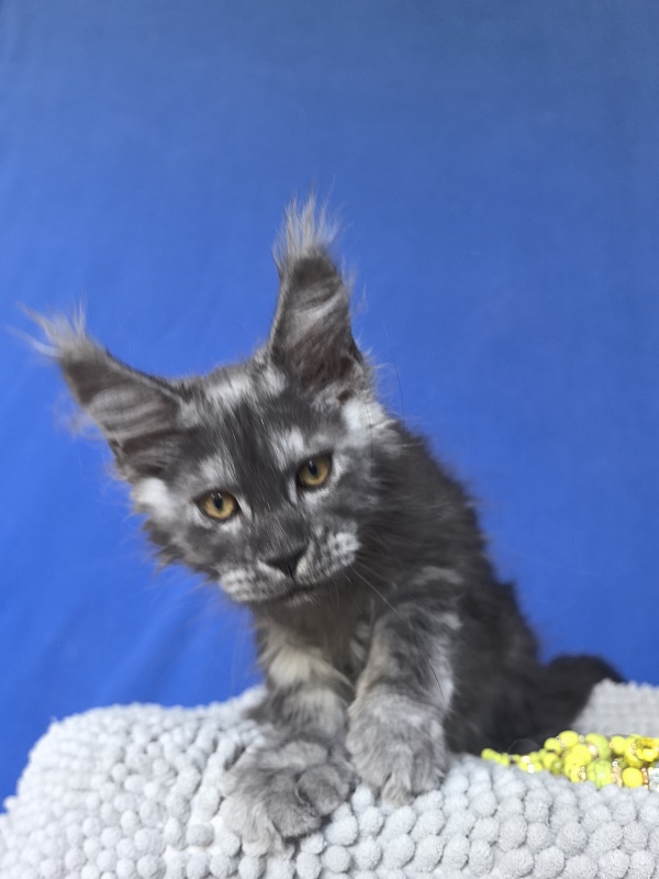 Calypso Akbars - Kitten maine-coon 2 months 2 weeks