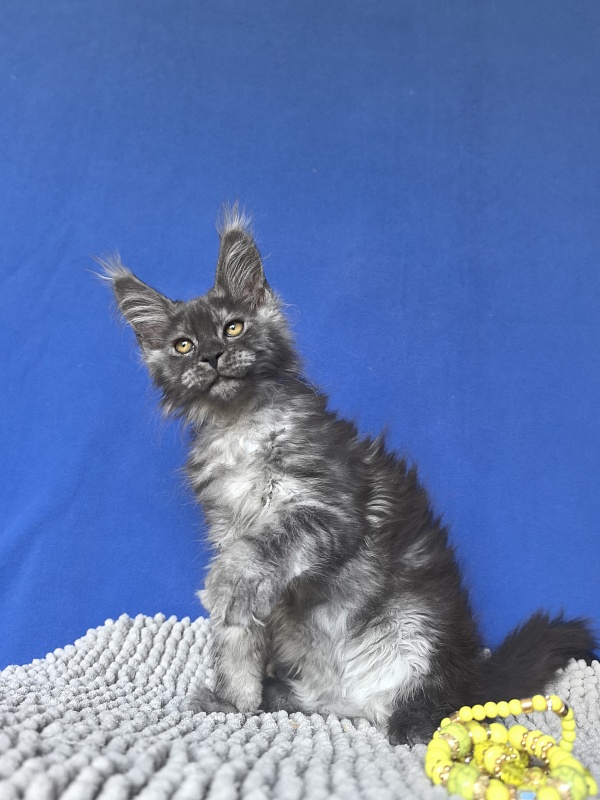 Calypso Akbars - Kitten maine-coon 2 months 2 weeks