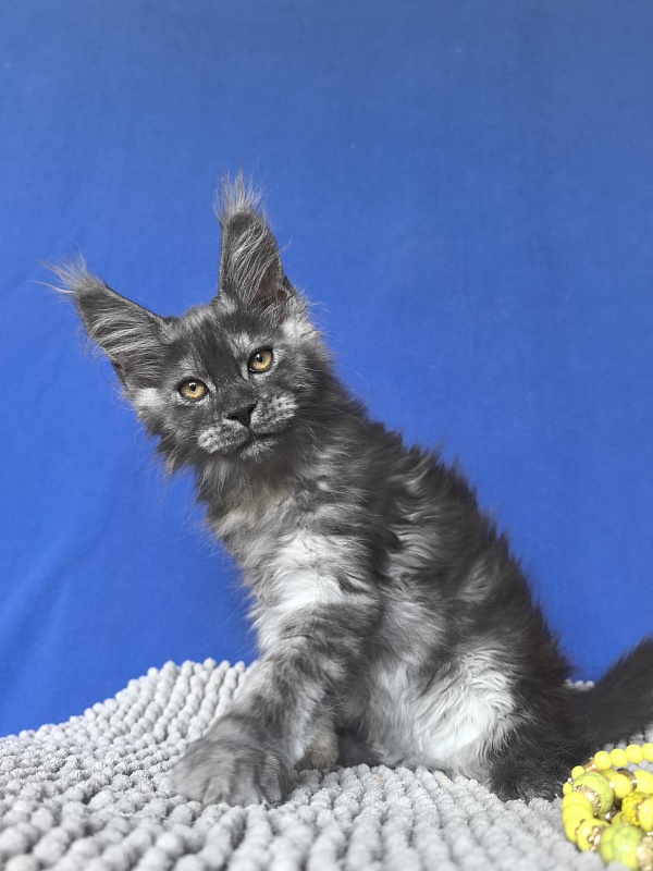 Calypso Akbars - Kitten maine-coon 2 months 2 weeks